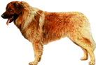 leonberger
