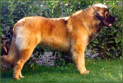 Dindon1.JPG - 36086 Bytes