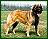GazebaInterarid.JPG - 1237 Bytes