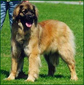 Lucy.JPG - 23159 Bytes
