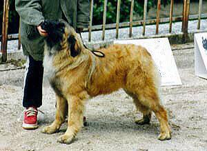 Hercules