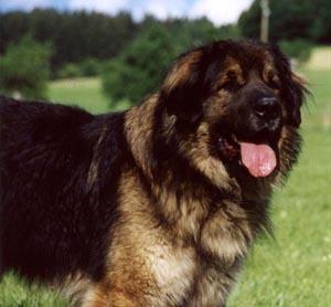 Orso