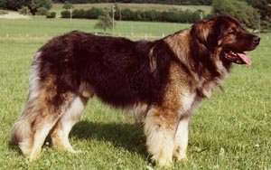 Orso